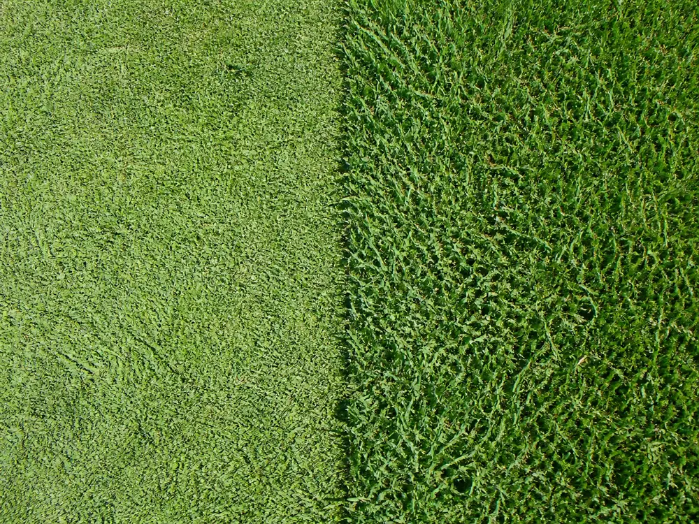 mowed unmowed boundary