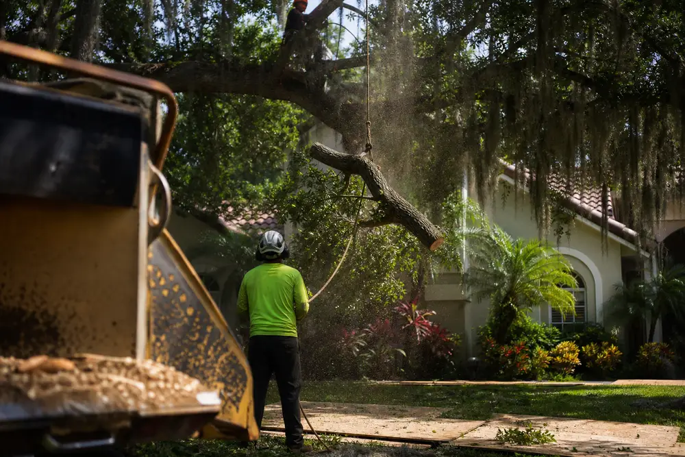 Palm & Tree Trimming in Ocala, Florida